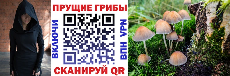 Купить  Стерлитамак  Галлюциногенные грибы Psilocybe 